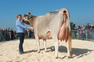 blooming baily schneutersiegerin 2. u 3. lakt von buholzer werner